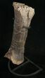 Sauropod (Diplodocus) Metatarsal - On Stand #10131-9